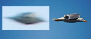 Artículo: Pavni, un error en crecimiento 2