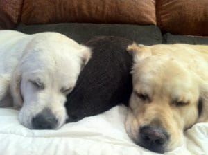 Cuando los perros saben que sus dueños llegan a casa 1