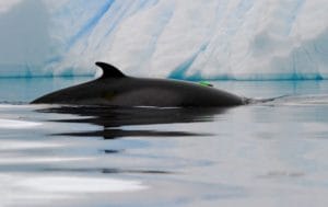 Noticia: Resuelto el misterio de los extraños sonidos de la Antártida 2