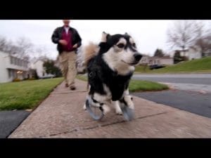 Video: Derby, el perro que volvió a caminar gracias a una impresora 3D 1
